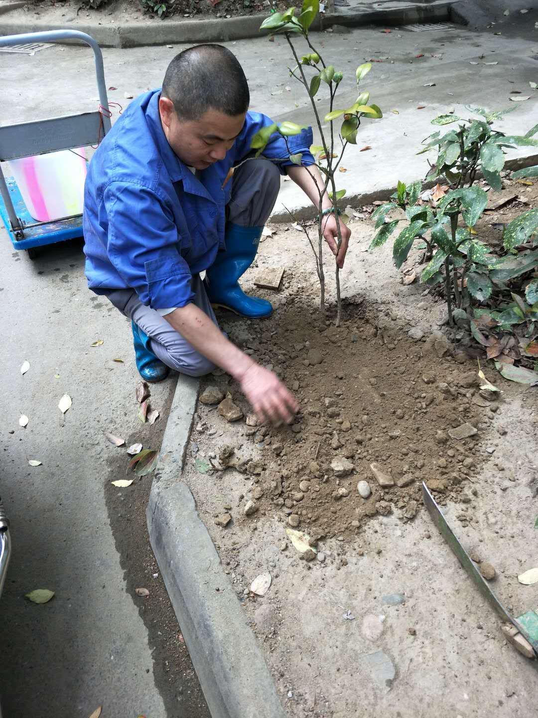 “寶龍新城”植樹(shù)