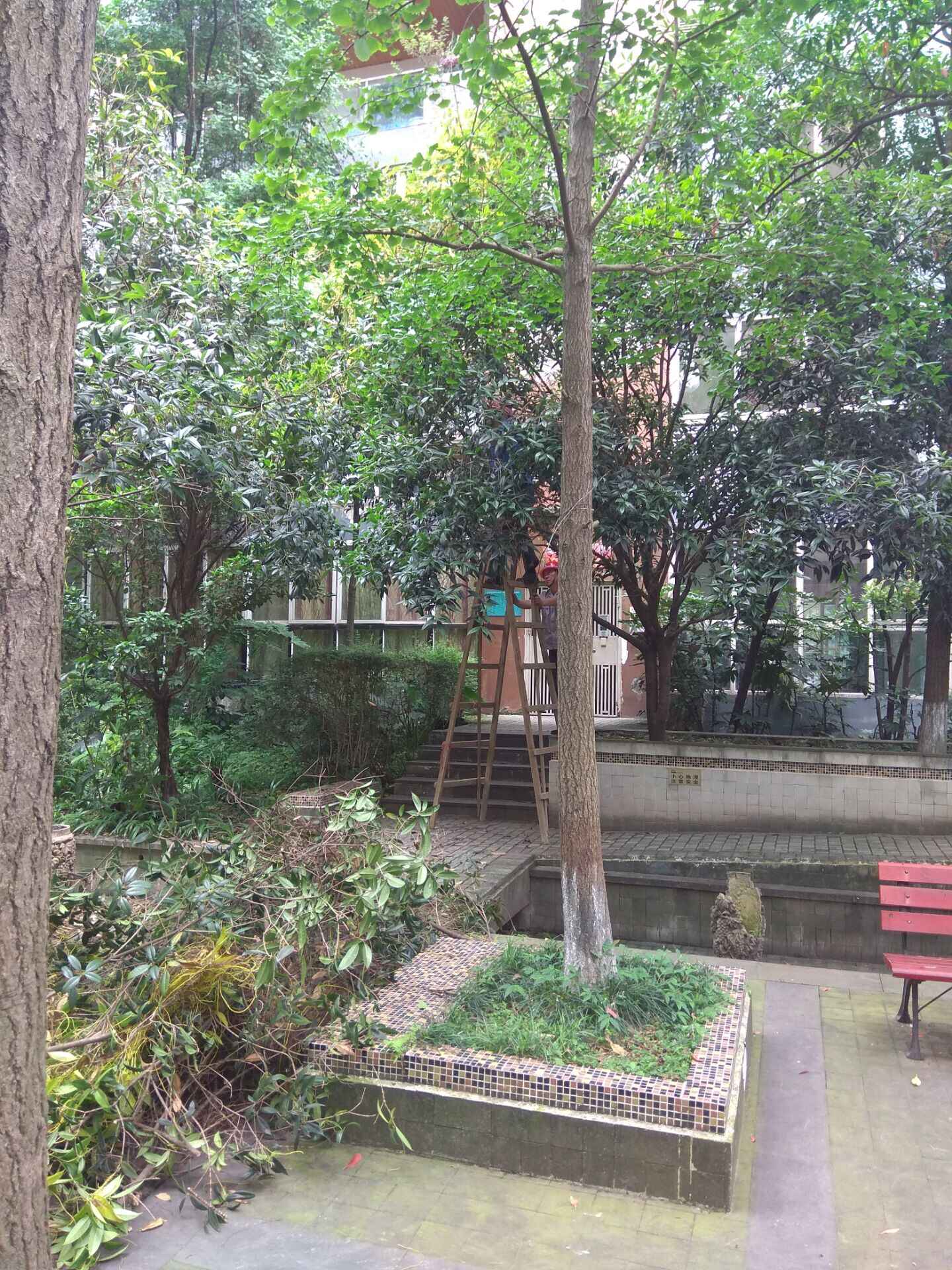 西郡員工頂著烈日清理外來(lái)植物  2019