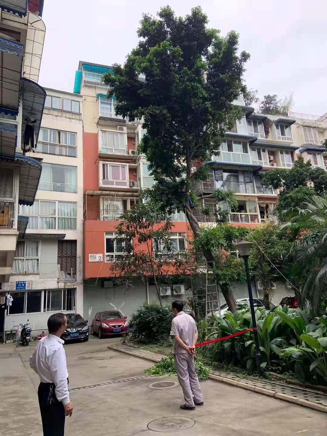 修理傾斜大樹，消除安全隱患